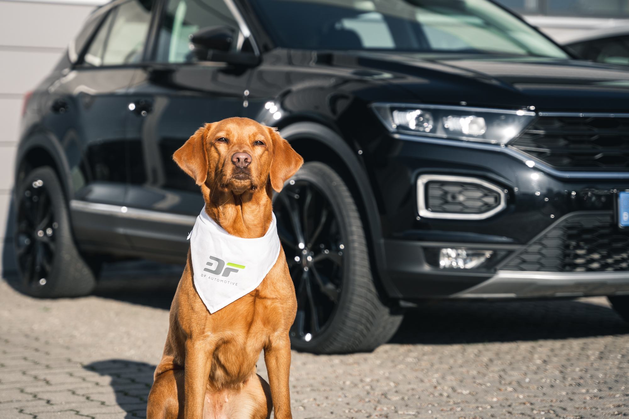 Hund im Auto - 8 Tipps zum Schutz für dich & deinen ?